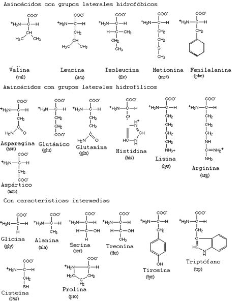 PROTEÍNAS. CARACTERÍSTICAS GENERALES