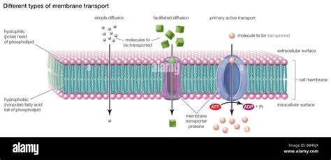 Simple Diffusion Cell Membrane