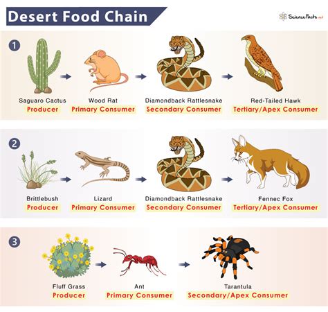 Desert Food Chain: Examples What Is A Desert Biome Food, 42% OFF