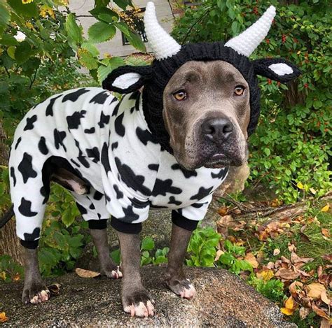 √ Dog Cow Costume