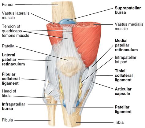 Knee Ligaments Ligaments Of The Joints Anatomy Poster Shows Location | The Best Porn Website