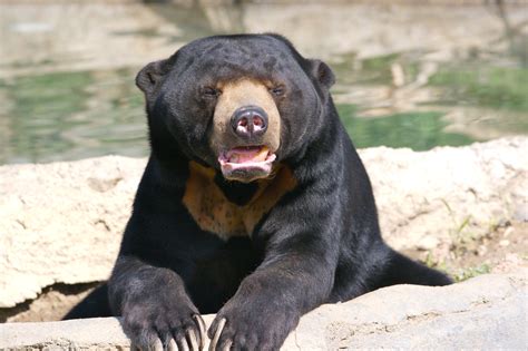 File:Sun Bear 3.jpg - Wikimedia Commons