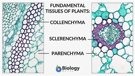 Parenchyma - Definition and Examples - Biology Online Dictionary