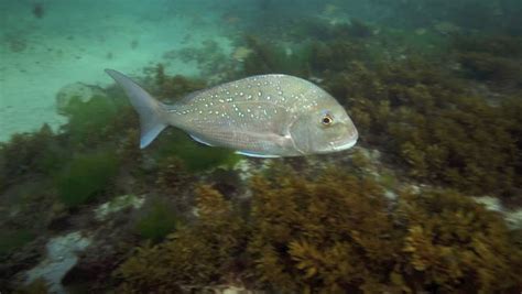 Snapper Fish Swimming Underwater Stock Footage Video (100% Royalty-free) 8166148 | Shutterstock