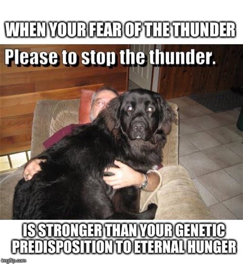 30 Memes Proving Your Dog Might Despise Rainy Weather More Than You Do - Animal Comedy - Animal ...