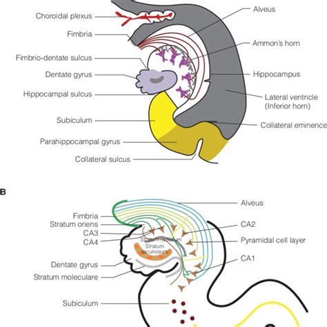 (PDF) The Anatomy of the Hippocampus