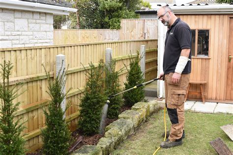 Planting a yew hedge - Weymouth Tree Surgeon