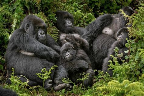 Best Guide to Gorilla Families in DR Congo 2023-2024