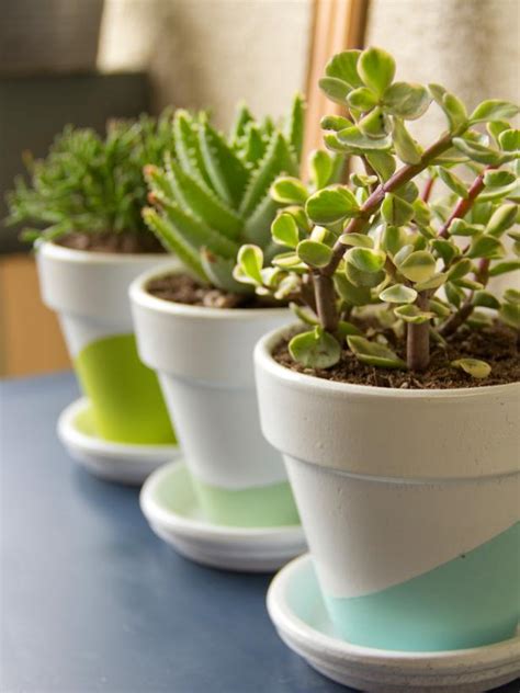 Growing Succulents Indoors | DIY