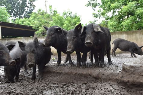 Markaduke: A native pig recognized as the best lechon in the Philippines – Agriculture Monthly