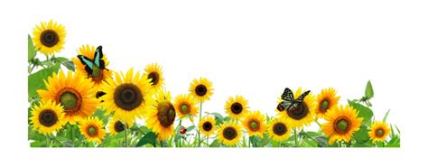 Free Sunflower Border Png, Download Free Sunflower Border Png png images, Free ClipArts on ...