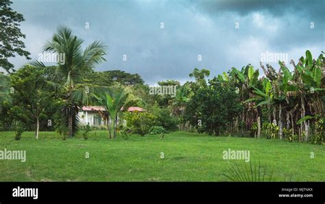 Jungle house in dramatic paln tree and lawn landscape and skyscape in Costa Rica Stock Photo - Alamy