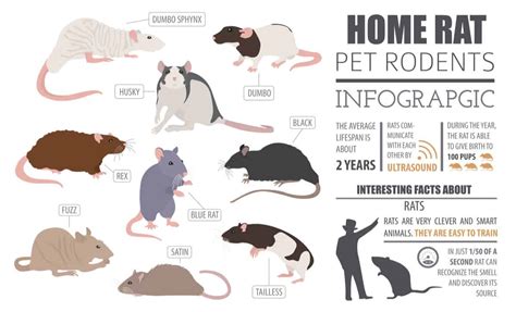 28 Common Types of Rodents In and Around Your Home