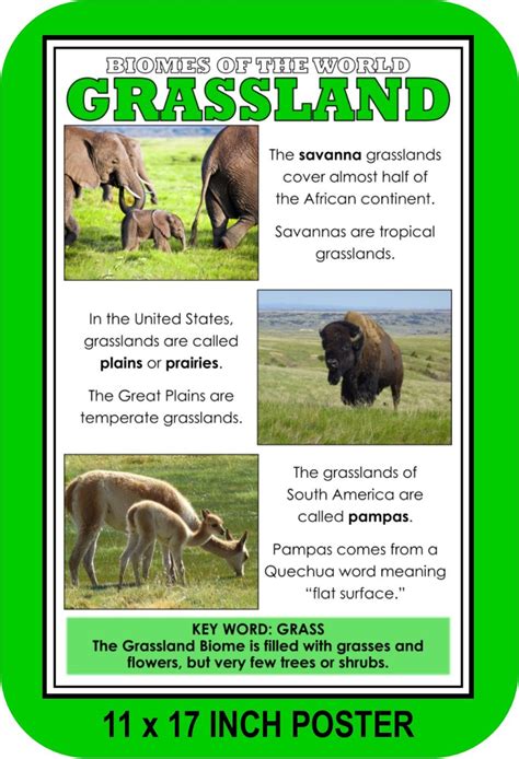 Grassland Animals And Plants Adaptations