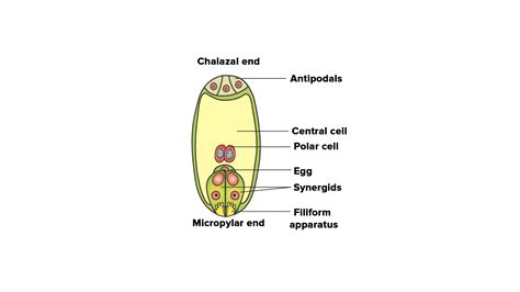 Draw a labeled diagram of the mature embryo sac of angiosperms.