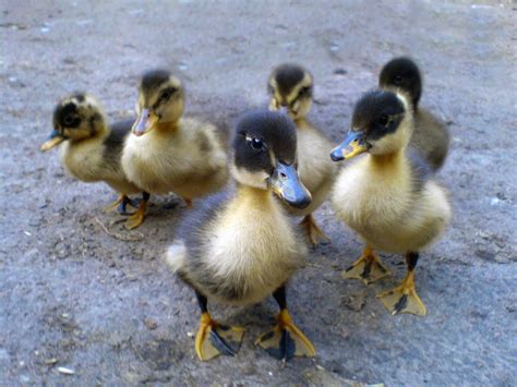 File:Six ducklings.JPG