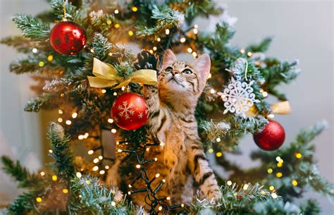 How Do You Keep Cats Away From Christmas Trees? 7 Expert Tips