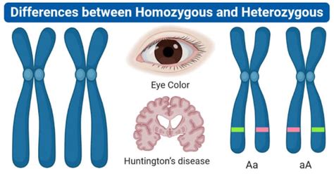 Homozygous vs. Heterozygous: 10 Differences, Examples