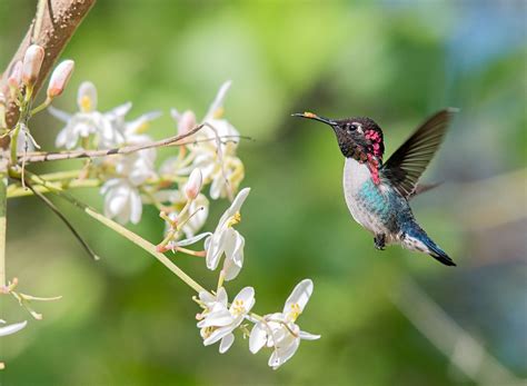 Get to Know the Bee Hummingbird, the World’s Smallest Bird | Audubon