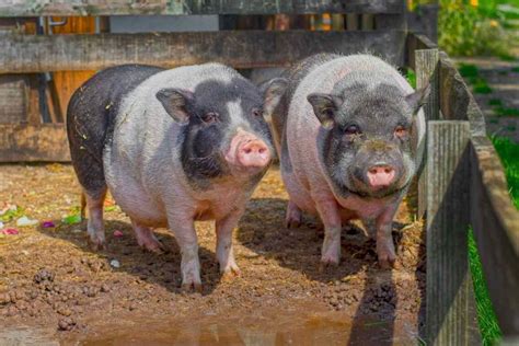 Pig Farming In The Philippines, How To Start | Agri Farming