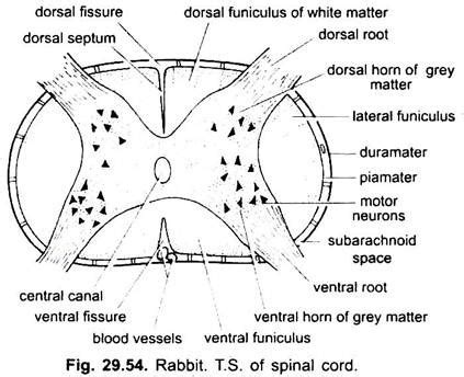 Nervous System of Rabbit (With Diagram) | Chordata | Zoology