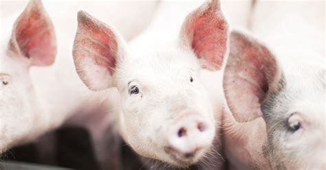 Using Pigs to Provide Transplant Organs for People | HuffPost UK News