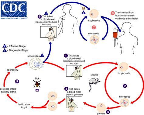 Babesia parasite, babesia infection, symptoms, diagnosis & babesia treatment