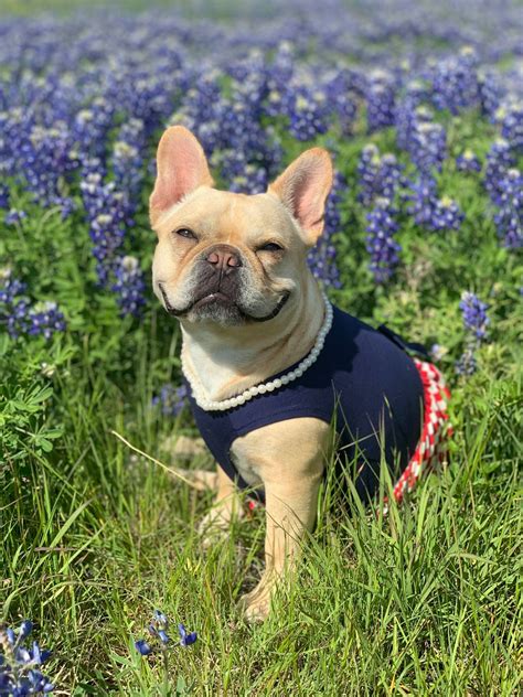 Where to See Bluebonnets and Other Wonderful Texas Wildflowers — From Brenham to Fredericksburg ...