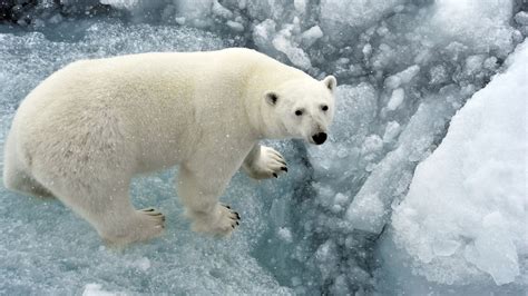 Polar bears: The largest land carnivores | Live Science