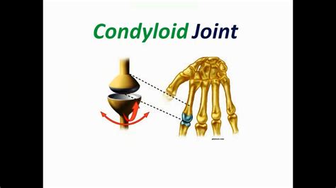 Condyloid Joint