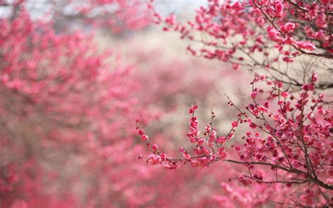 Cherry Blossom wallpaper | 2880x1800 | #42443