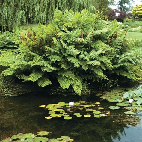 Royal Fern (Osmunda regalis) | K. van Bourgondien