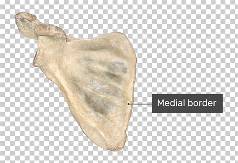 Tubercle Anatomy - Anatomy Reading Source