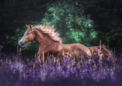 Download Animal Horse HD Wallpaper