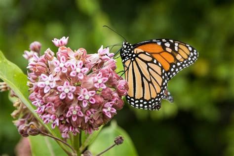 25 Plants & Flowers That Attract Butterflies | Garden Design