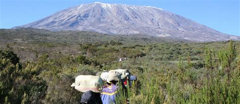 Climate Zones of Mount Kilimanjaro - Climbing Kilimanjaro