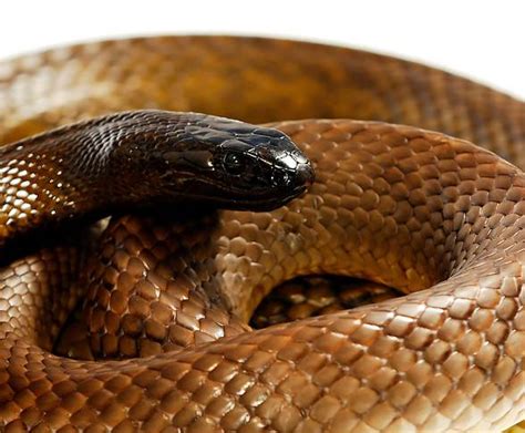 Inland taipan – the most venomous snake | DinoAnimals.com