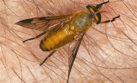 yellow fly - Diachlorus ferrugatus