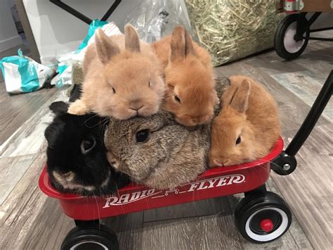 I don’t think they can all fit into this cart anymore : Rabbits | Pet bunny, Cute baby bunnies ...