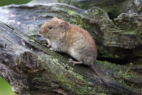 28 Common Types of Rodents In and Around Your Home