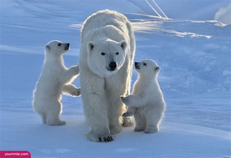 World Visit: Antarctic Animals