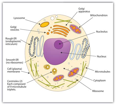 Animal Cell Labelled Diagram Class 9