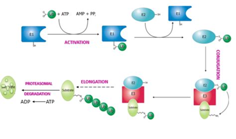 Proteolysis 020 022 Flashcards | Quizlet