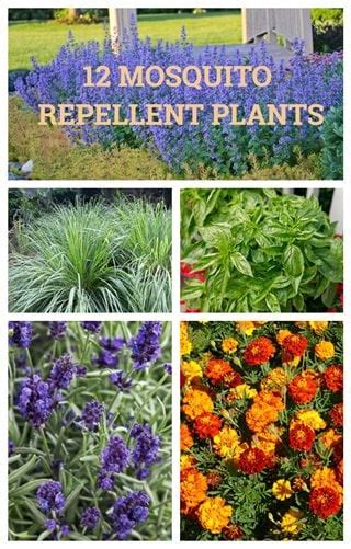 12 Mosquito Repellent Plants | Garden Design