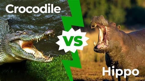 Hippo vs Crocodile: Who Would Win in a Fight? - IMP WORLD