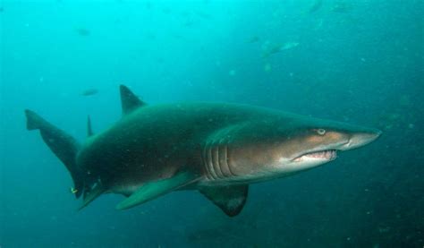 Nurse Shark - Facts, Information & Habitat