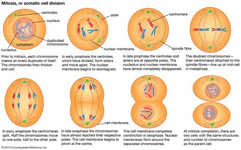 Cell - Cell division and growth | Britannica