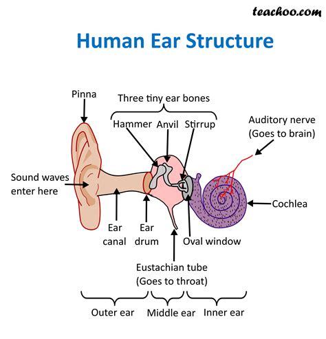 Structure and Function of Human Ear - with Diagram - Teachoo