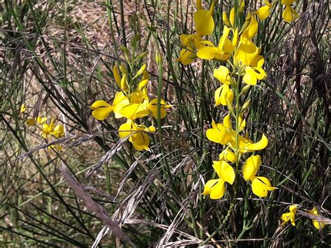 Spanish Broom – Kahikatea Farm Certified Organic Nursery and Permaculture Farm