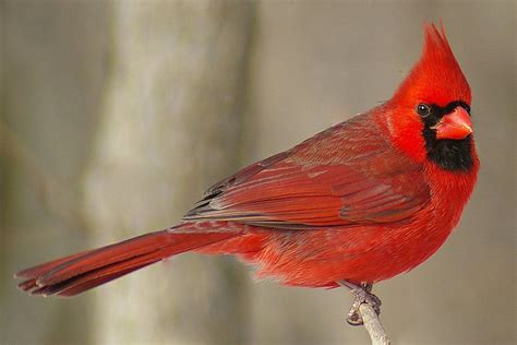 Cardinal Cardinal bird birds usa lovely